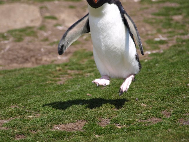 ../../Pictures/241209/080 RockHOPPER.JPG